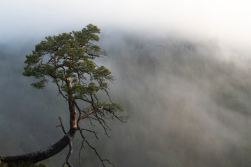 Die Bastei am Morgen