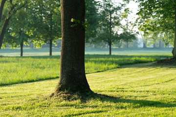 Tree in City Park early morning