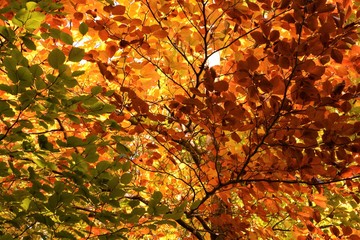 Gros plan de feuilles d'arbres, couleurs automnales en contre plongée