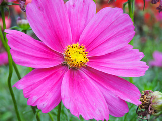 pink flower with yellow root at center