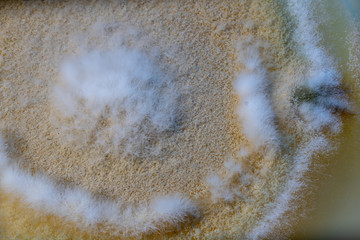 mold growth on agar