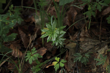 Forêt claire obscure 07