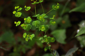 For&ecirc;t claire obscure 06