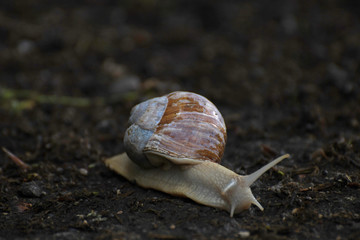 The snail 01