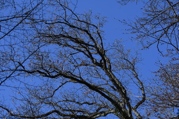 Le printemps en forêt