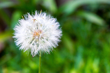  Flower Dandelion (Baker) in my garden.