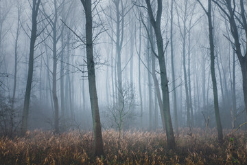 Fototapeta na wymiar Hoboken, Belgium - A forest in the mist