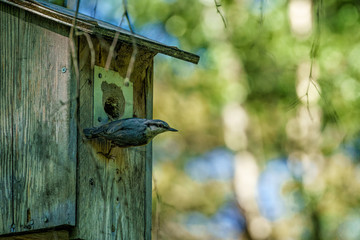 A nutshell (Sitta europaea) at its nest with the entrance reduced to the right size using clay