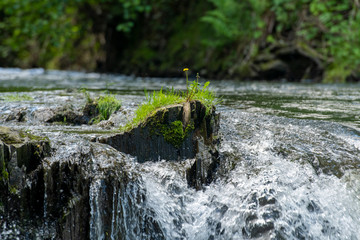 Wasserfall mit Löwenzahn und Gras