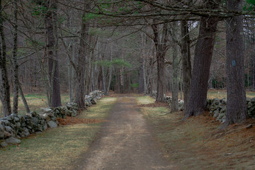 path in the forest