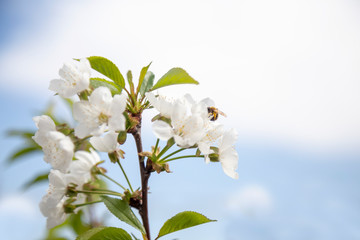 Bee on white flowers of cherry tree