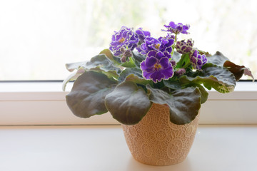 Blooming purple African violet flower on windowsill, cozy home decor