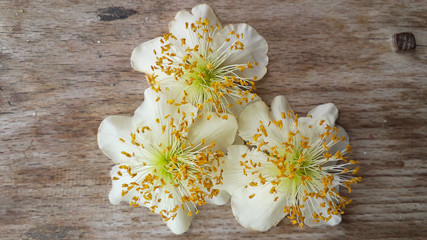 Male Actinidia, Kiwi flower on the old wooden textured table, macro photography