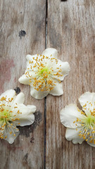Fototapeta na wymiar Male Actinidia, Kiwi flower on the old wooden textured table, macro photography