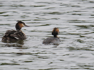 close up couple of great crested grebe clouple with their young. Podiceps cristatus family on clear blue lake