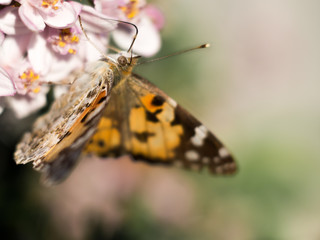 Colorful butterfly feeding on a bright pink blossom.