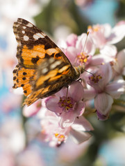 Painted Lady (Vanessa carbutterfly feeding on a pink blossom. Vanessa cardui perched on a flower.