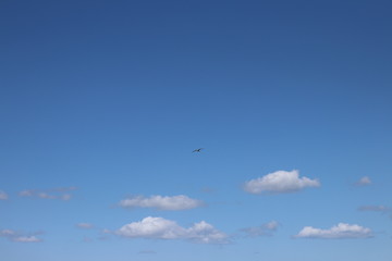 Hintergrund mit fliegender Möwe am blauen Himmel, Raum für Text