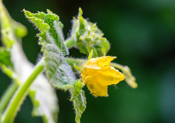 Gurke Sprößling Blüte
