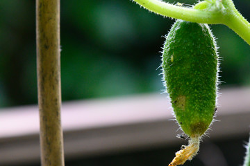 Gurke Sprößling Blüte