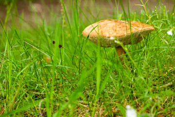 Forest mushrooms - edible mushroom (Leccinum scabrum)