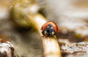 Ladybird (Coccinellidae) Close-up. Wild Nature. Ladybird