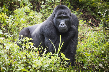 Mountain gorilla stands in rich vegetation and looks towards camera in Bwindi Impenetrable National Park in Uganda