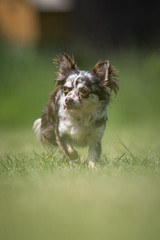 Small mottled Chihuahua rescue dog walks on a lawn