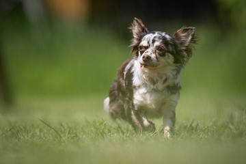 Small mottled Chihuahua rescue dog walks on a lawn