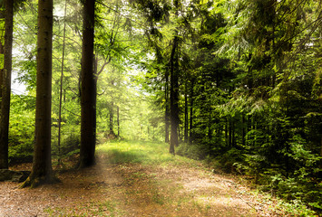 Obraz premium Summer day in a forest