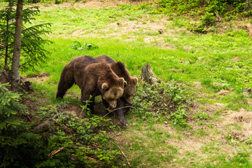 Brown bear walking free in a summer forest.