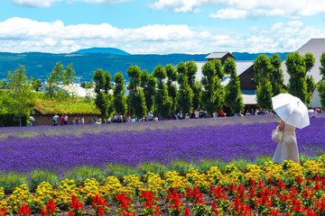 Tourist enjoying the vest violet Lavender flowers field in summer sunny day at Farm Tomita, Furano,...