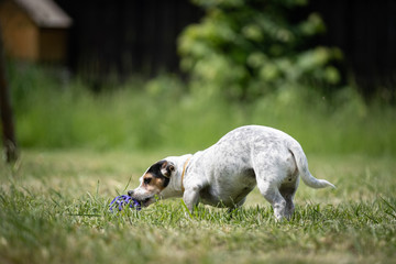 Small mottled crossbred Terrier rescue dog plays with a toy on a lawn