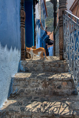 Fototapeta na wymiar Cat sitting at the door of a house in Chaouen, Morocco