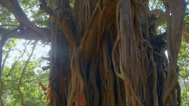 Big ficus or banyan tree - is huge tree in India. Shot in motion