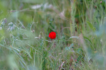 Red poppy flower.