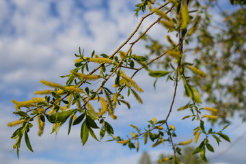 Blooming white willow branch against the blue sky.