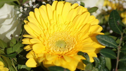 yellow calendula