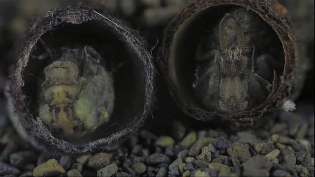 Antlion metamorphosis 1134 6