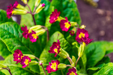 Small bright flowers, beautiful and contrasting petals, red and pink inflorescences with a yellow core, with green leaves. Spring in the garden, all blooms and smells fragrant.