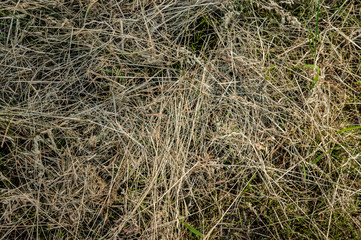 Dry Grass organic hay nature close up
