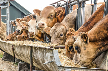 A dozen brown cows eating hay from a cattle-feeder