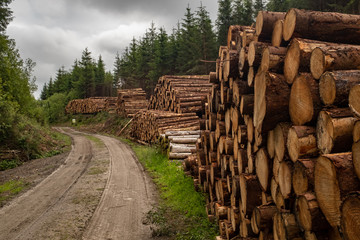 Piles of freshly cut trees  striped of branches and prepared for the saw mill part of the logging industry in Ireland are stacked by the side of a dirt track in a forest. nobody in the image