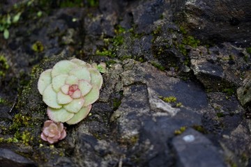 Fettblattgewächse auf Madeira