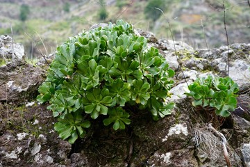Fettblattgewächse auf Madeira