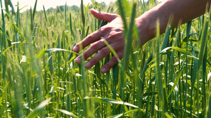 Obraz premium A farmer takes a wheat sampler holding a hand in a field of wheat, stroking a green field on a beautiful sunny day. Concept of: Bio Organic, New, Farm, Work, Quality Assurance, Slow Motion.