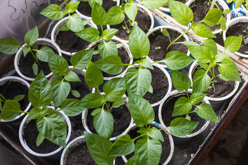 Growing seedlings of sweet peppers indoors near the window. New shoots with leaves.