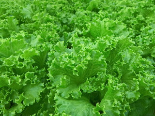 Organic vegetables. Fresh vegetable. Lettuce for making a salad.