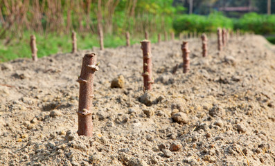 Tapioca industry at Kerala,India. Tapioca is a starch extracted from cassava root. 