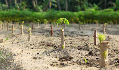 Tapioca industry at Kerala,India. Tapioca is a starch extracted from cassava root. 